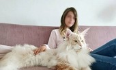 Choáng váng chú mèo khổng lồ to gần bằng người