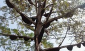 Kỳ lạ cây gạo có gần 60 đàn ong mật làm tổ ở Nghệ An