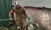 Chuyện bi hài của đội bắt chó thả rông