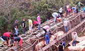 Bản tin 14H: Xe chở hơn 100 con lợn bị lật, dân lao ra hôi của