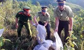 Thả 150 cá thể rắn về lại rừng tự nhiên