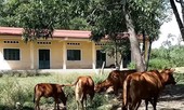 Trường cho học sinh vùng khó biến thành bãi chăn bò
