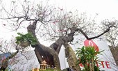 VIDEO: Cận cảnh cây đào dáng “rồng bay lên trời” giá trăm triệu