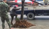 Kỳ lạ hàng cây trồng dưới lòng đường, 'bẫy' xe ở Quảng Ninh