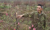 Xem bóng đá, sáng ra nông dân sững sờ vì đào bị chặt phá