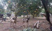 Video: Thả chó, rào thép gai, lắp camera canh trộm bưởi Diễn ở Hà Nội