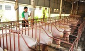 Cuối năm lại lo mua phải lợn bệnh về ăn Tết