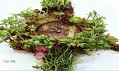 Độc đáo bộ sưu tập đồng hồ từ hoa cỏ thật
