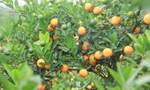 Người trồng quất Hưng Yên hốt bạc triệu từ... quất vứt bỏ