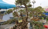 Cây đỗ quyên 400 năm tuổi trả 1 tỷ đồng không bán ở Lào Cai