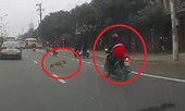 Clip: Chó thả rông lao sang đường khiến người đi xe máy ngã thảm khốc