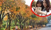 Cận cảnh con đường lá vàng đẹp như Hàn Quốc ở Hà Nội
