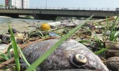 Cá chết dọc tuyến kênh Phú Lộc, Đà Nẵng