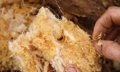 Nông dân chẻ cây cọ bắt nhộng kiếm tiền triệu mỗi ngày