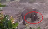 Clip: Cảm động voi mẹ Ấn Độ nhất quyết không bỏ lại con bị ốm