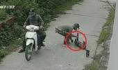Clip: Cẩu tặc chích điện trộm chó nhanh như chớp gây phẫn nộ