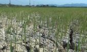 Nhiều hồ cạn nước, 1.000 ha lúa ở Quảng Bình có nguy cơ mất trắng