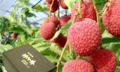 Gần 240 nghìn đồng một quả vải thiều ở Nhật Bản