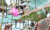 Sen chết hàng loạt không rõ nguyên nhân ở Huế
