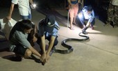 Cận cảnh hổ mang chúa dài hơn 3 mét mò vào làng trộm gà