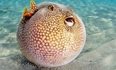 Ăn vào có thể chết trong tích tắc, tại sao cá này vẫn có giá 'trên trời'?