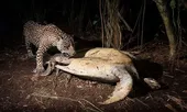Đôi báo đực xé xác rùa 45 kg trên bãi biển Costa Rica
