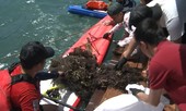 Vớt 'lưới ma' cứu san hô tại bán đảo Sơn Trà