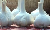Trồng tỏi 'voi' làm dược liệu