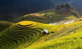 Ruộng bậc thang Hoàng Su Phì mùa lúa đang chín như người con gái đẹp kiêu kỳ