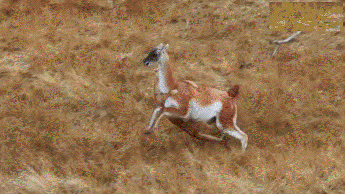 Săn lạc đà Guanaco, báo sư tử nhận cái kết bi thảm