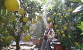Bưởi Diễn bonsai xuống phố chờ Tết