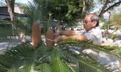 Cây vạn tuế hơn 100 tuổi trổ cùng lúc hai bông hoa