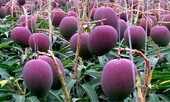 Bí mật của loài xoài tím có giá gần 4.000 USD/cặp của Nhật Bản