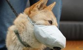 Chống ô nhiễm không khí, người Hàn Quốc ăn thêm thịt lợn, đeo khẩu trang cho chó
