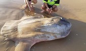 Dân mạng phát sốt với chú cá khổng lồ kỳ lạ trên bờ biển Úc