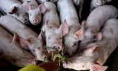 Hàn Quốc điều các tay súng bắn tỉa đi săn lợn bệnh