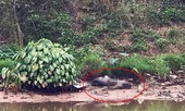 Phát hiện thi thể nam giới đang phân hủy trên sông Nhuệ