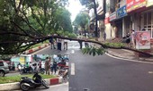 Nam thanh niên nghi tử vong do đâm phải cây đổ chắn ngang đường Hà Nội