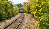 Hai bên đường tàu ngập tràn sắc hoa ở TPHCM gây 'sốt'