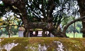 Ngắm vẻ đẹp huyền bí, cổ kính của ngôi chùa ngàn tuổi Bổ Đà