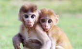 Rớt nước mắt cảnh hai khỉ con mồ côi ôm chặt nhau không rời