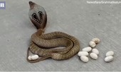 Chuyện thật như đùa: Rắn hổ mang ngẫu hứng đẻ trứng trên đường phố