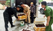 Lái xe đường dài chở gần 50 kg tôm hùm đất nhập lậu Trung Quốc