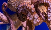 Vì sao máu ‘quái vật biển cả’ có màu xanh?