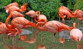 1001 thắc mắc: Vì sao sữa chim hồng hạc có màu đỏ như máu?