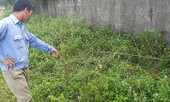Tin mới nghi án 2 nam sinh 14 tuổi xâm hại bé lớp 2 sau bờ tường
