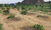 Chặt phá vườn bưởi của gia đình chủ tịch xã để trả thù cho đội bóng chuyền