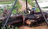 Người đàn bà bị cây cổ thụ đè tử vong trên đường đi làm đồng về