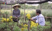 Về nhà đi con tập 46: Ông Sơn yêu cô bán hoa?