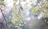 Hà Nội trưa, chiều giảm mây trời hửng nắng